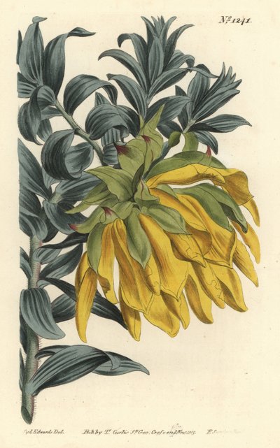 Turuncu sallanan kafa veya dağ yıldız çiçeği, Liparia splendens (Ruscus yapraklı liparia, Liparia sphaerica). William Curtis