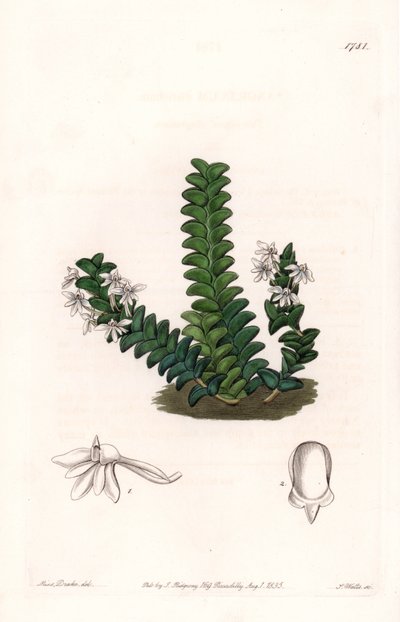 Orkide: Angraecum çeşidi, Ekvator Afrika