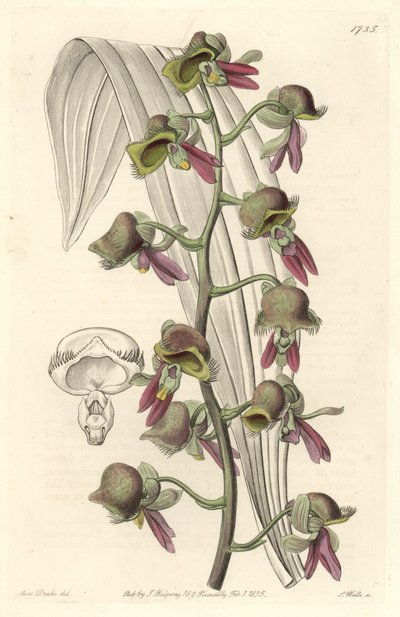 Orkide Catasetum, iki tonlu çiçekler, Guyana