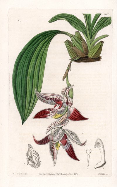 Orkide: Paphinia cristata, Amazonia