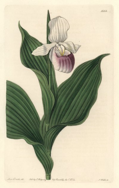 Orkide, Royal Cypripede - S. Watts tarafından Sarah Anne Drake