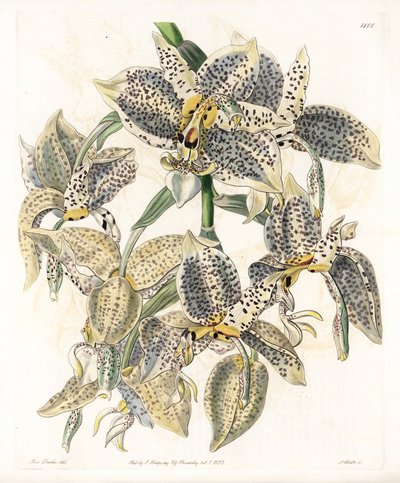 Orkide: Stanhopea çeşidi, neotropik - S.Watts tarafından oyulmuş plaka, Sarah Anne Drake (1803-1857), Sydenham Edwards Botanik Kaydı