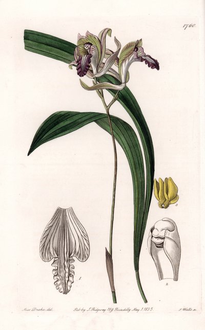 Orkide: Variety of Bletia of America - S.Watts tarafından oyulmuş plaka, Sarah Anne Drake (1803-1857), Sydenham Edwards Botanik Kaydı