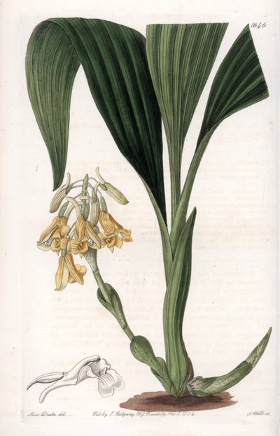 Orkide: sarı çiçekli calanth çeşidi - S.Watts tarafından oyulmuş plaka, Sarah Anne Drake (1803-1857), Sydenham Edwards Botanik Kaydı
