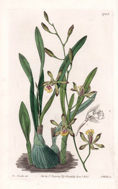 Orkide: epidendre grele - S.Watts tarafından oyulmuş tahta, Sarah Anne Drake (1803-1857), Sydenham Edwards Botanik Kaydı