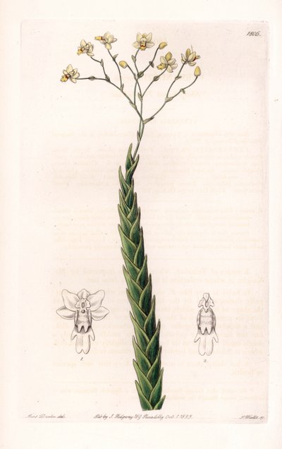 Orkide: egzotik Lockhartia çeşidi - S.Watts tarafından oyulmuş plaka, Sarah Anne Drake (1803-1857), Sydenham Edwards Botanik Kaydı