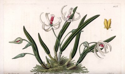 Orkide: minyatür leptot çeşitleri - S.Watts tarafından oyulmuş plaka, Sarah Anne Drake (1803-1857), Sydenham Edwards Botanik Sicilinden (1768-1819), İngiltere by Sydenham Teast Edwards