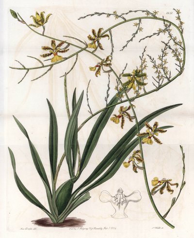 Orkide: oncidium variete, Batı Hint Adaları epiphyte - S.Watts tarafından oyulmuş plaka, Sarah Anne Drake (1803-1857), Sydenham Edwards Botanik Sicilinden (1768-1819), İngiltere by Sydenham Teast Edwards