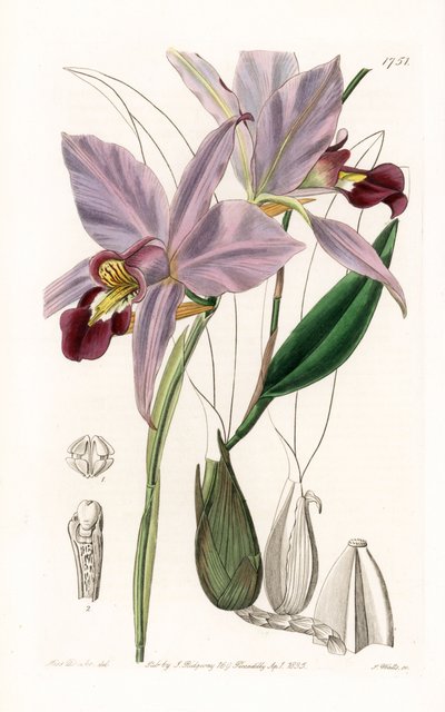 Orkide: variete de laelia - S.Watts tarafından oyulmuş plaka, Sarah Anne Drake (1803-1857), Sydenham Edwards Botanik Kaydı