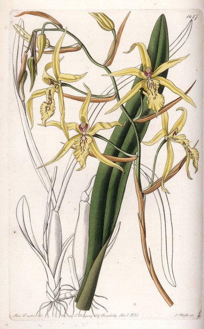 Orkide: miltonia veya milt çeşidi - S.Watts tarafından oyulmuş plaka, Sarah Anne Drake (1803-1857), Sydenham Edwards Botanik Kaydı
