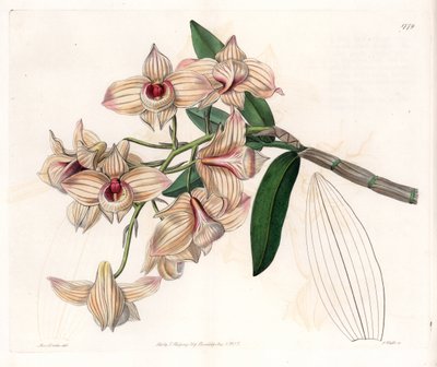 Orkide: çeşitli Dendrobium - S.Watts tarafından oyulmuş plaka, Sarah Anne Drake (1803-1857), Sydenham Edwards Botanik Kaydı