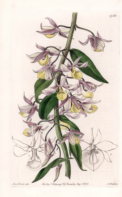 Orkide: çeşitli Dendrobium, Asya