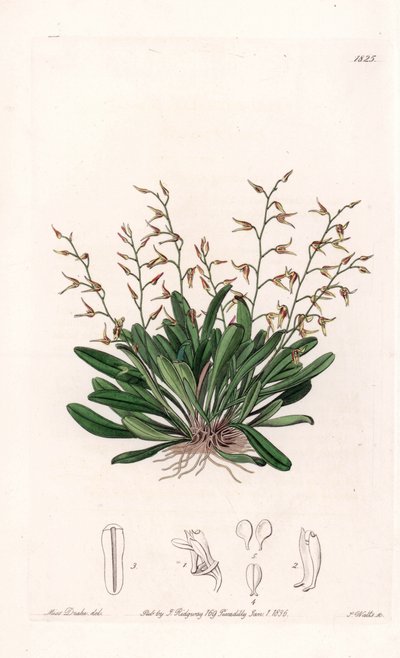 Orkide: çeşitli epidendre - S.Watts tarafından oyulmuş plaka, Sarah Anne Drake (1803-1857), Sydenham Edwards Botanik Kaydı