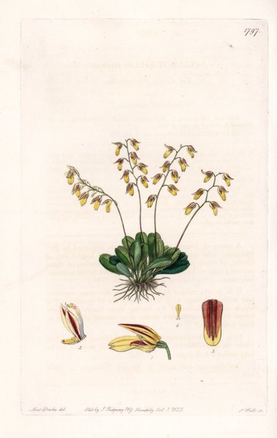 Orkide: çeşitli epidendre - S.Watts tarafından oyulmuş plaka, Sarah Anne Drake (1803-1857), Sydenham Edwards Botanik Kaydı