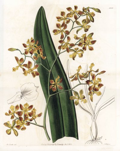 Orkide: çeşitli epidendrum - S.Watts tarafından oyulmuş plaka, Sarah Anne Drake (1803-1857), Sydenham Edwards Botanik Kaydı