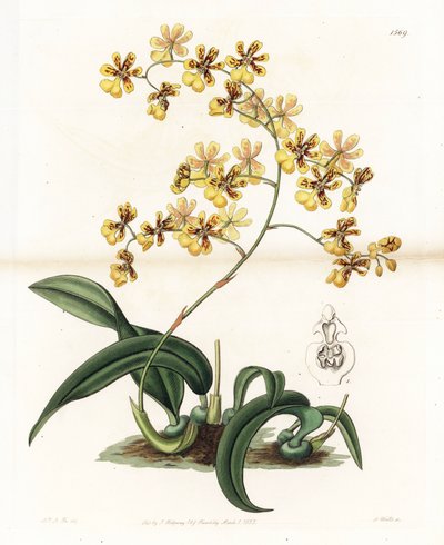 Orkide: Brezilya