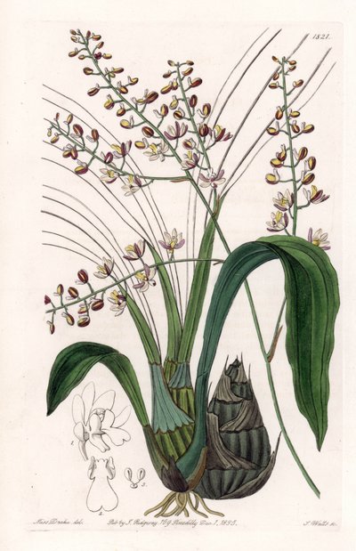 Orkide: çeşitli eulophia - S.Watts tarafından oyulmuş plaka, Sarah Anne Drake (1803-1857), Sydenham Edwards Botanik Kaydı