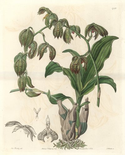 Orchidee Catasetum, Brezilya