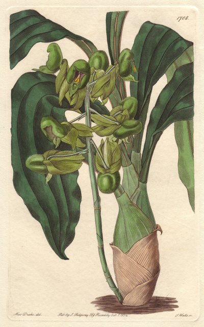 Orchidee Catasetum, Brezilya