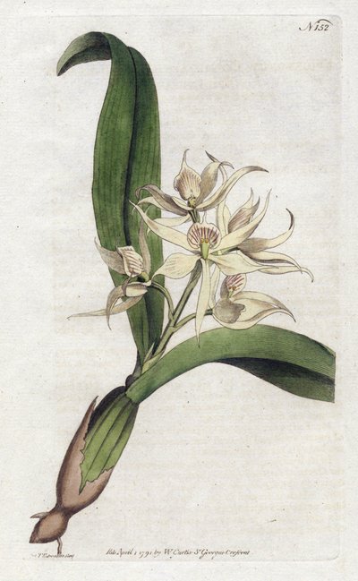 Orchidee epidendrum fragfumee - YDENHAM Edwards (1768-1819) tarafından litografi, William Curtis (1746-1799) tarafından Botanical Magazine