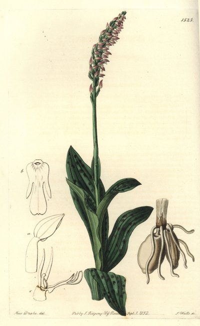 Orchidee neotine - Yoğun çiçekli orkide, Neotinea maculata (Tek boyutlu aceras, Aceras secundiflora). Sydenham Edwards