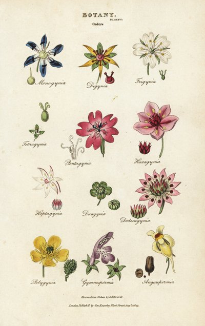 Çiçek siparişleri: Monogynia, Digynia, Trigynia, Pentagynia, vb. John Mason Good