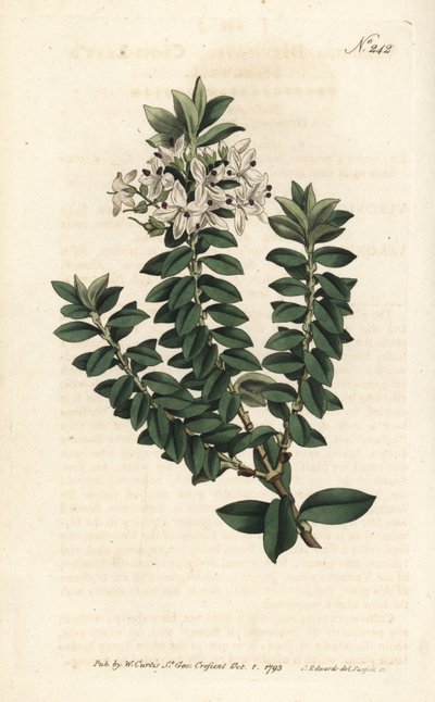 Ouessant mersin veya eliptik veronika - Çapraz yapraklı sürat teknesi, Veronica decussata. Sydenham Edwards rom William Curtis