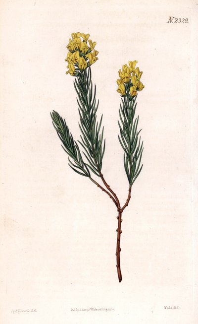 Oval çivili aspalathus, Aspalathus callosa. Samuel Curtis