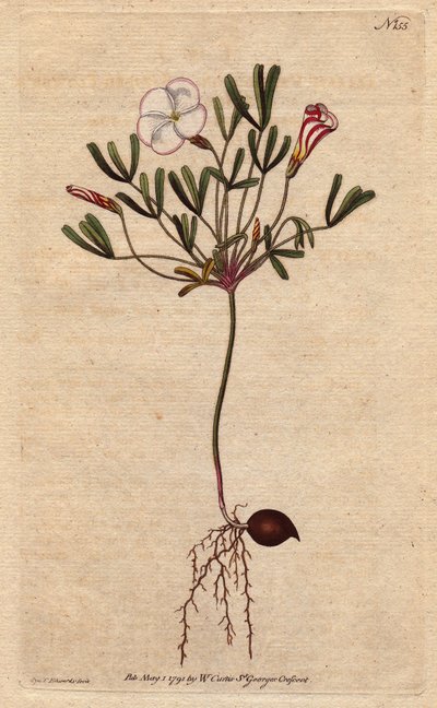 Oxalis (küçük kuzukulağı), Afrika