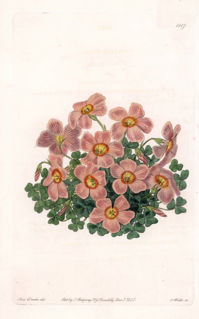 Oxalis Variete - S.Watts tarafından oyulmuş plaka, Sarah Anne Drake (1803-1857), Sydenham Edwards Botanik Kaydı