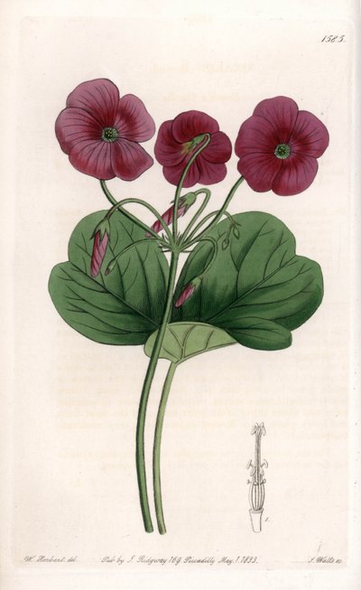 Oxalis de Bowie - S.Watts tarafından oyulmuş plaka, Sarah Anne Drake (1803-1857), Sydenham Edwards Botanik Kaydı