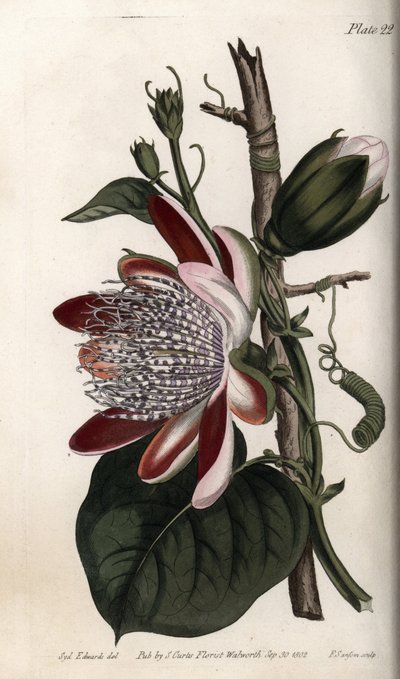 Çarkıfelek, tomurcuk ve çiçek. Renkli bakır gravür, Sydenham Edwards (1768-1819) tarafından Botanik Konferansları için illüstrasyon, Lambeth Botanik Bahçesi (İngiltere) by Sydenham Teast Edwards