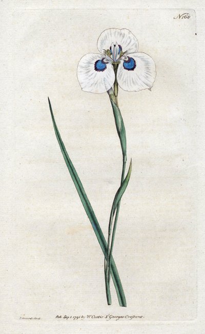 Peacock Iris - Sydenham Edwards (1768-1819) tarafından litografi, William Curtis