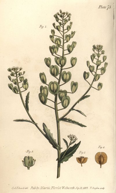 Pennycress, Thlaspi arvense, Siliculosa. Lambeth