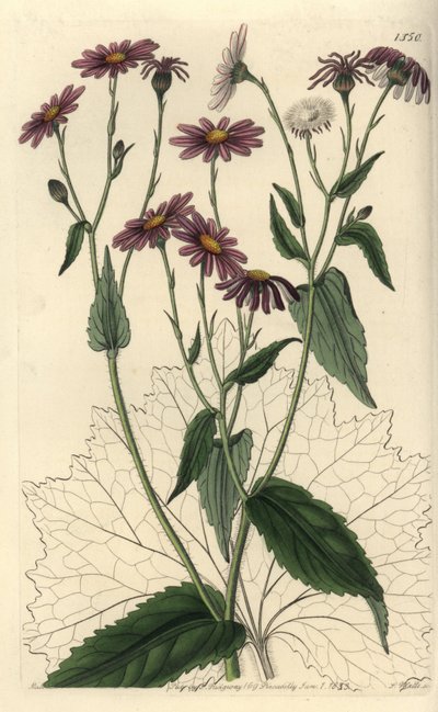 Pericallis tussilaginis (Ökekotu yapraklı yerfıstığı, Senecio tussilaginis). Sydenham Edwards