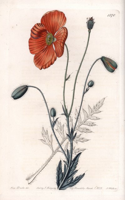 Farsça Haşhaş Çeşitleri - S.Watts tarafından oyulmuş, Sarah Anne Drake (1803-1857), Sydenham Edwards Botanik Kaydı