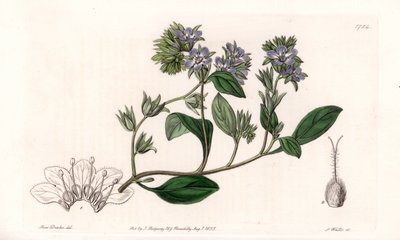 Phacelia, Kaliforniya