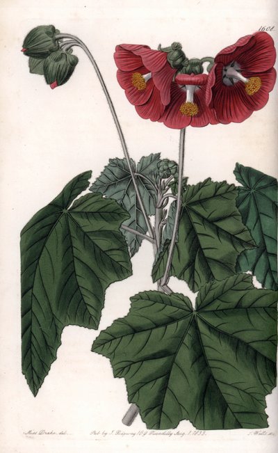Phymosia variete, kırmızı çiçekler, Meksika