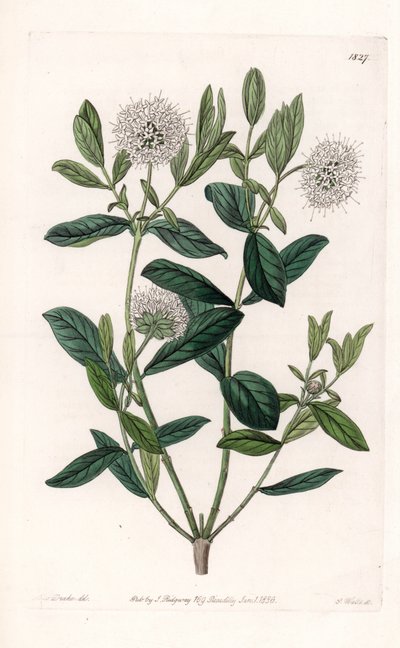 Pimelea Variete - S.Watts tarafından oyulmuş plaka, Sarah Anne Drake (1803-1857), Sydenham Edwards Botanik Kaydı