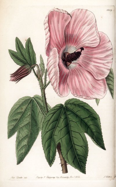 Pembe Hibiscus - Sydenham Edwards Botanik Sicilinden (1768-1819), İngiltere
