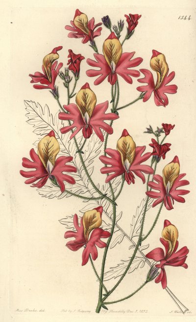 Fakir adamın orkidesi, Schizanthus grahamii (Kör yapraklı schizanthus, Schizanthus retusus). Sydenham Edwards