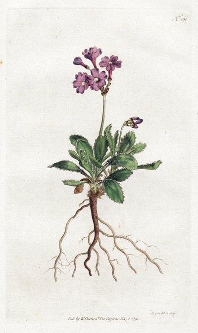 Primevere marginee - Sydenham Edwards (1768-1819) tarafından litografi, William Curtis
