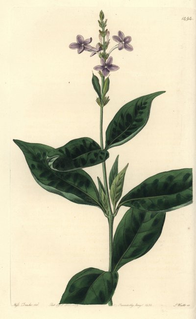 Pseuderanthemum faecundum (Sürekli esen eranthemum, Eranthemum faecundum). Sydenham Edwards