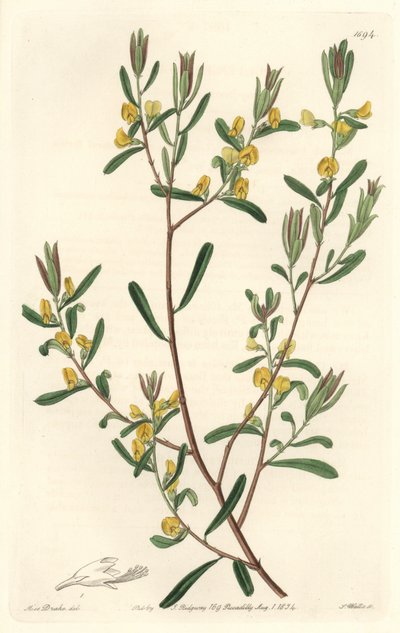 Pultanea flexilis, Avustralya