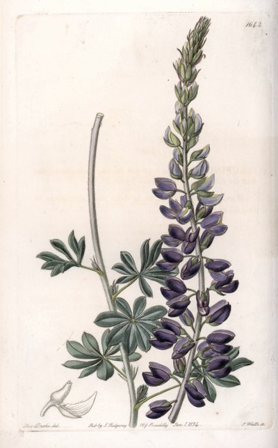 Mor Acı Bakla Çeşitleri - S.Watts tarafından oyulmuş, Sarah Anne Drake (1803-1857), Sydenham Edwards Botanik Sicilinden (1768-1819), İngiltere by Sydenham Teast Edwards