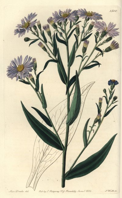 Mor çiçekli aster variete - Symphyotrichum laeve (Pürüzsüz aster, Aster laevis). Sydenham Edwards