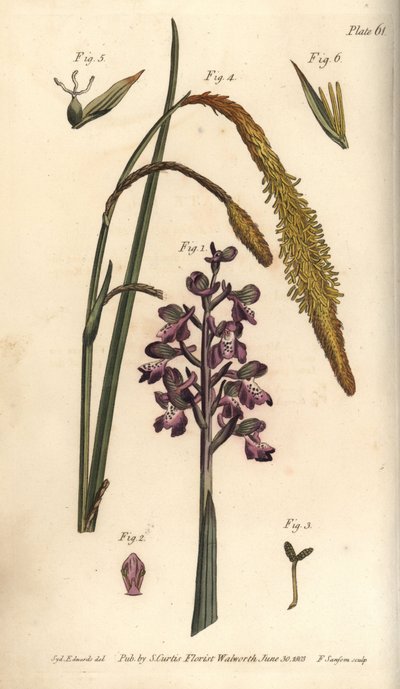 Mor orkide, erkek Orkide, Gynandria by Sydenham Teast Edwards