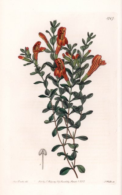 Kırmızı Clinopode Variete - S. Watts tarafından oyulmuş, Sarah Anne Drake (1803-1857), Sydenham Edwards Botanik Kaydı