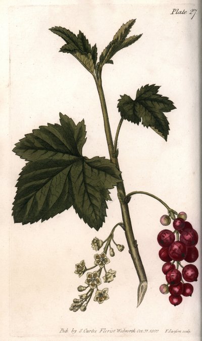 Frenk üzümü. Renkli bakır gravür, Sydenham Edwards (1768-1819) tarafından Botanik Konferansları için illüstrasyon, Lambeth Botanik Bahçesi (İngiltere) by Sydenham Teast Edwards