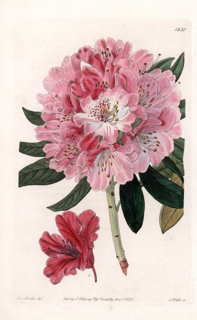 Rhododendron Hybrid Variete - S.Watts tarafından oyulmuş, Sarah Anne Drake (1803-1857), Sydenham Edwards Botanik Kaydı